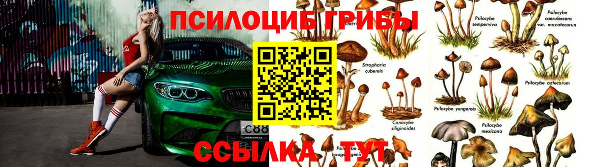 Полысаево  купить  сайты  Вход с VPN  Галлюциногенные грибы Psilocybe 